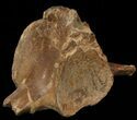 Mosasaur (Platecarpus) Caudal Vertebra - Kansas #49866-3